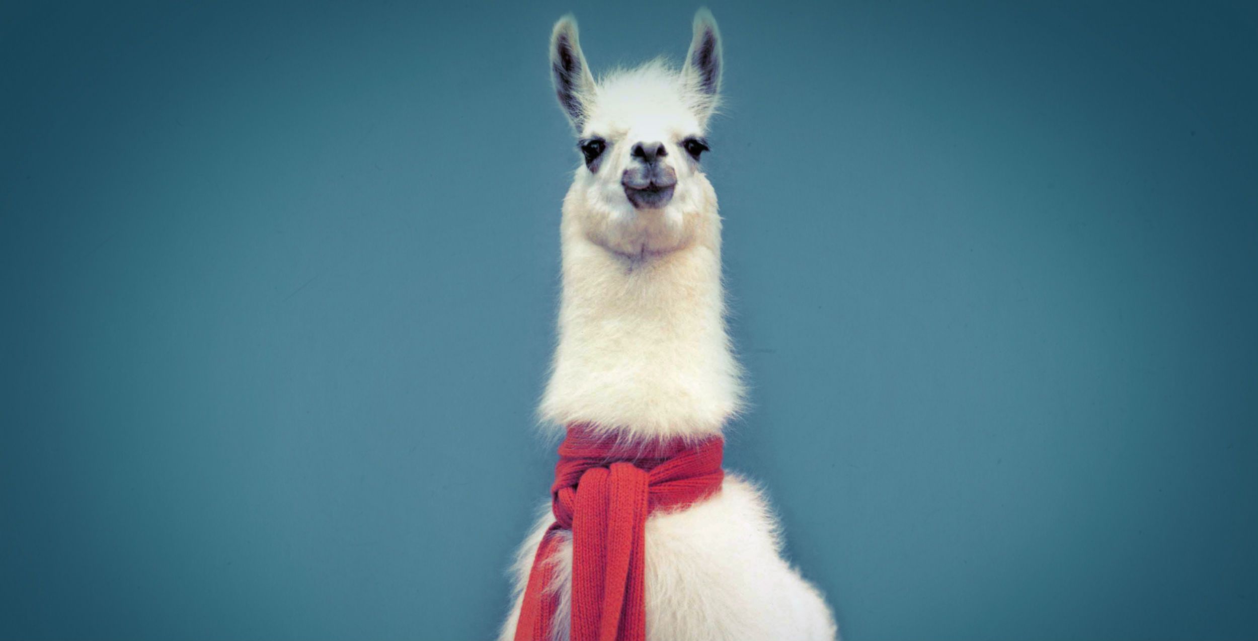 Save the Drama for Your Llama Carney